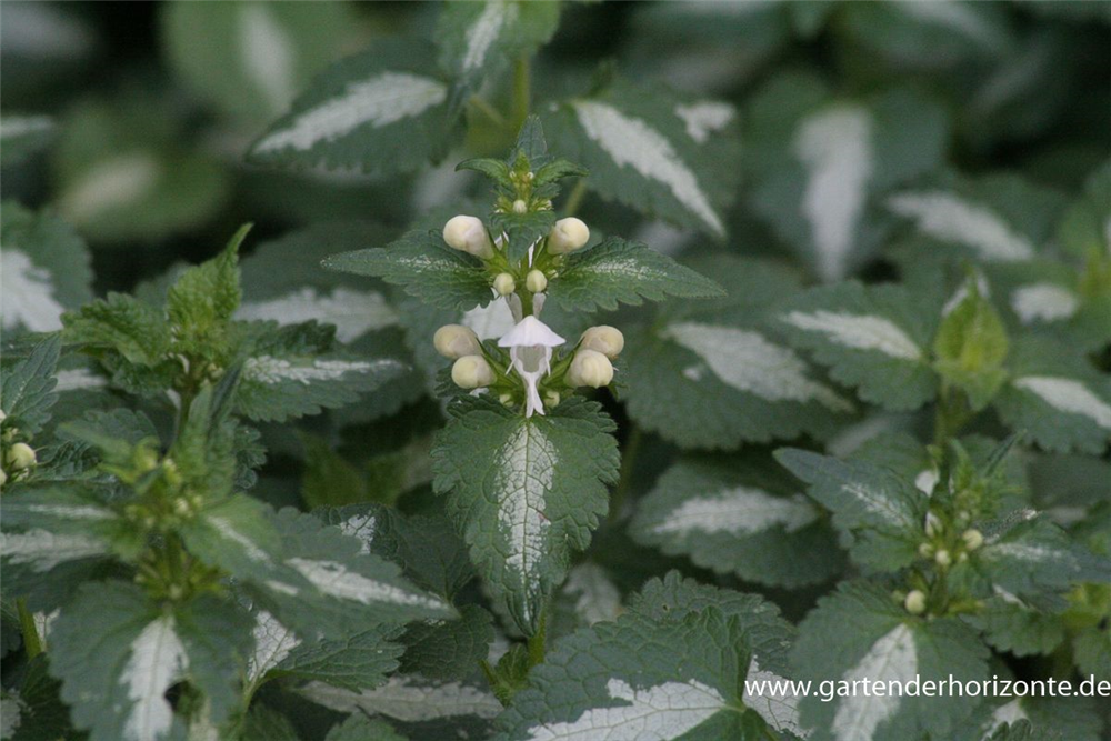 Lamium maculatum 'Album'