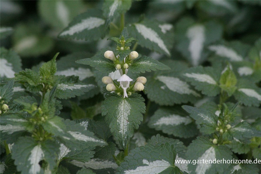 Lamium maculatum 'Album'