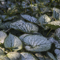 Brunnera macrophylla 'Jack Frost'  -R-