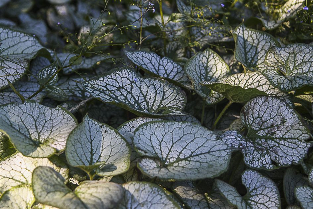 Brunnera macrophylla 'Jack Frost'  -R-