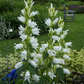 Campanula latifolia var.macrantha 'Alba'