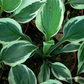 Hosta x fortunei 'Minuteman'