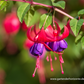 Fuchsie