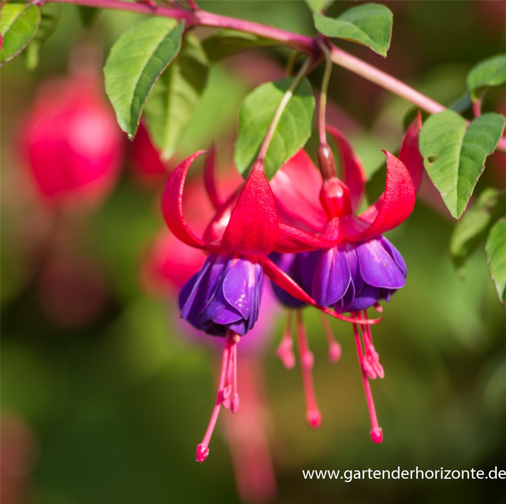 Fuchsie