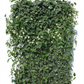Hedera helix 'Woerneri' mit Clematis