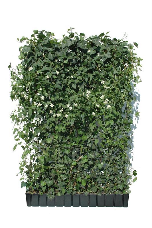 Hedera helix 'Woerneri' mit Clematis