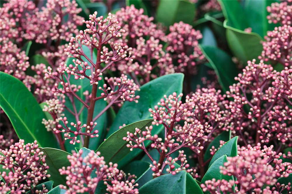 Japanische Blütenskimmie 'Rubella'