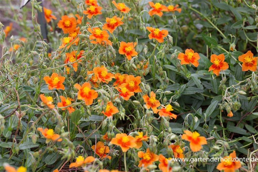 Garten-Sonnenröschen 'Bronzeteppich'