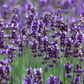 Lavandula angustifolia 'Hidcote Blue'