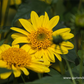 Garten-Stauden-Sonnenblume 'Meteor'
