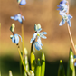 Sibirischer Blaustern  - 10 Blumenzwiebeln