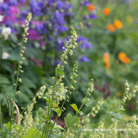 Falsche Alraunwurzel