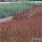 Imperata cylindrica var.koenig.'Red Baron'