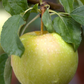 Apfel 'Pinova'(s)