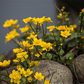 Caltha palustris