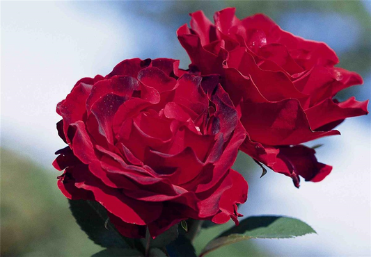 Beetrose 'Heinz Winkler'®