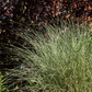 Garten-Chinaschilf