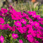 Aubrieta x cult.'Regado Red'