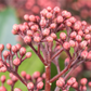 Japanische Blütenskimmie 'Rubella'