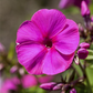 Hohe Flammenblume