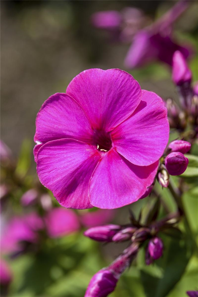 Hohe Flammenblume