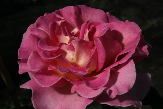 Edelrose 'Pink Paradise'®
