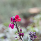 Erysimum cheiri 'Red Jep'  -R-