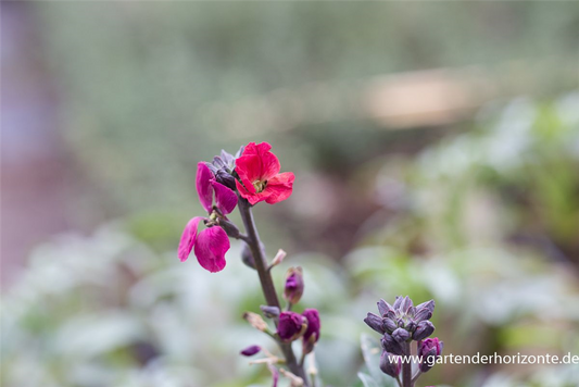 Erysimum cheiri 'Red Jep'  -R-