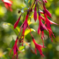 Garten-Fuchsie