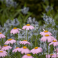 Bunte Garten-Margerite 'Robinsons Rosa'