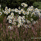 Herbstmargerite