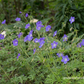 Geranium pratense 'Brookside'