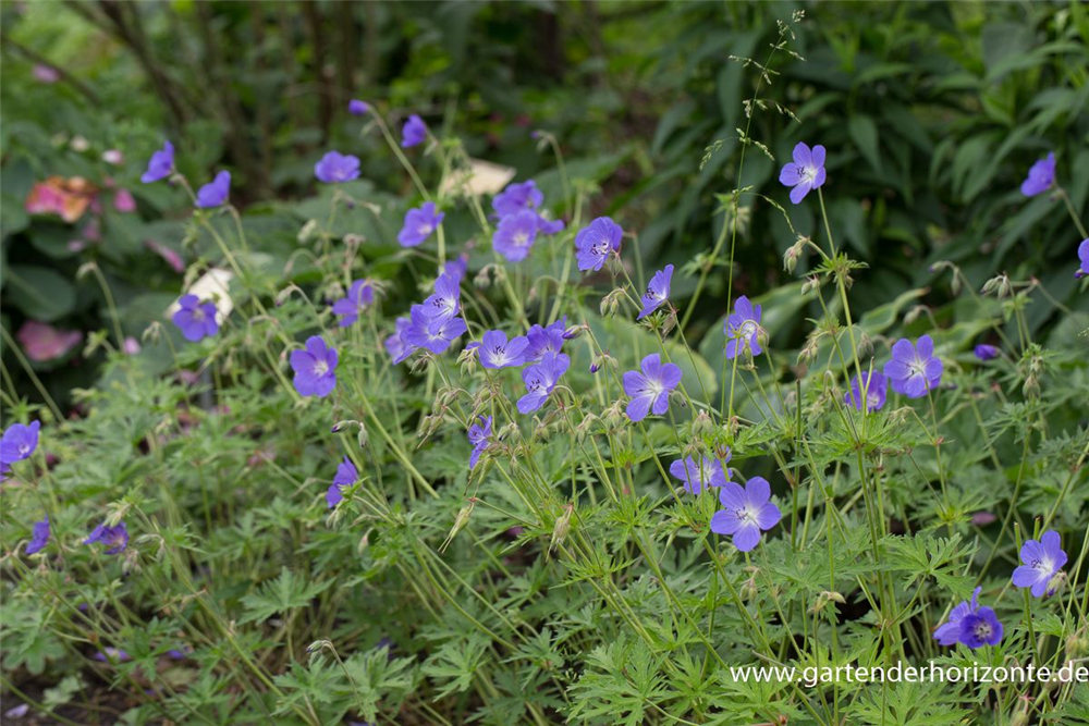 Geranium pratense 'Brookside'