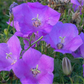 Campanula carp.'Blaue Clips'