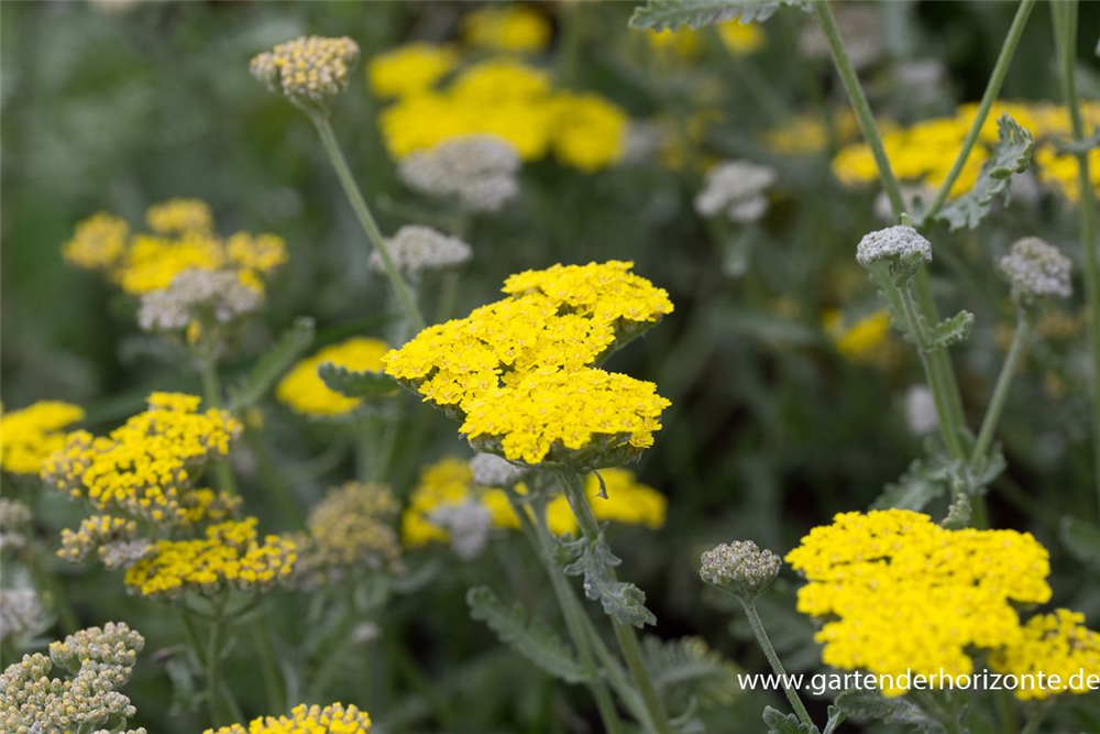 Garten-Goldquirl-Garbe 'Moonshine'