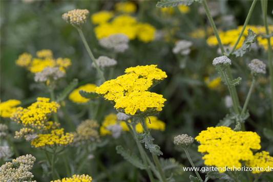 Garten-Goldquirl-Garbe 'Moonshine'
