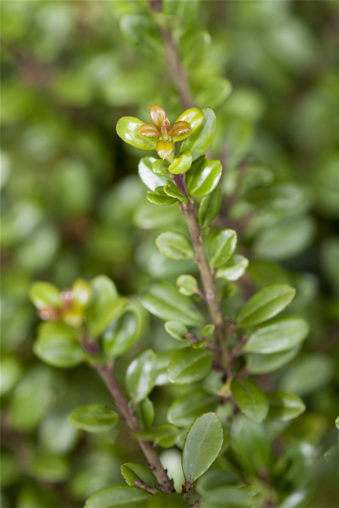 Ilex crenata 'Glorie Gem'