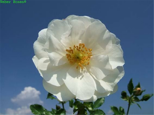 Beetrose 'Diamant'®