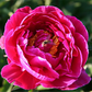 Garten-Pfingstrose 'Karl Rosenfield'