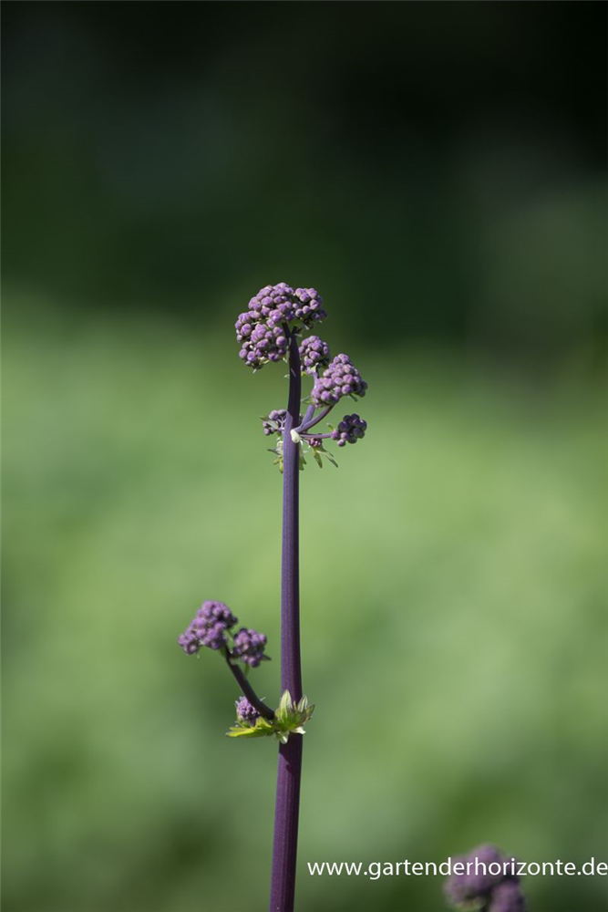 Akeleiblättrige Wiesenraute 'Black Stockings'