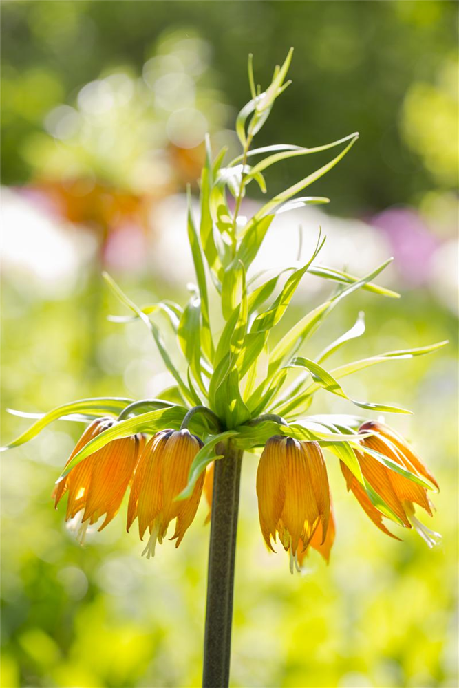 Kaiserkrone 'Rubra' - Blumenzwiebel