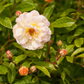 Strauchrose 'Ghislaine de Feligonde'