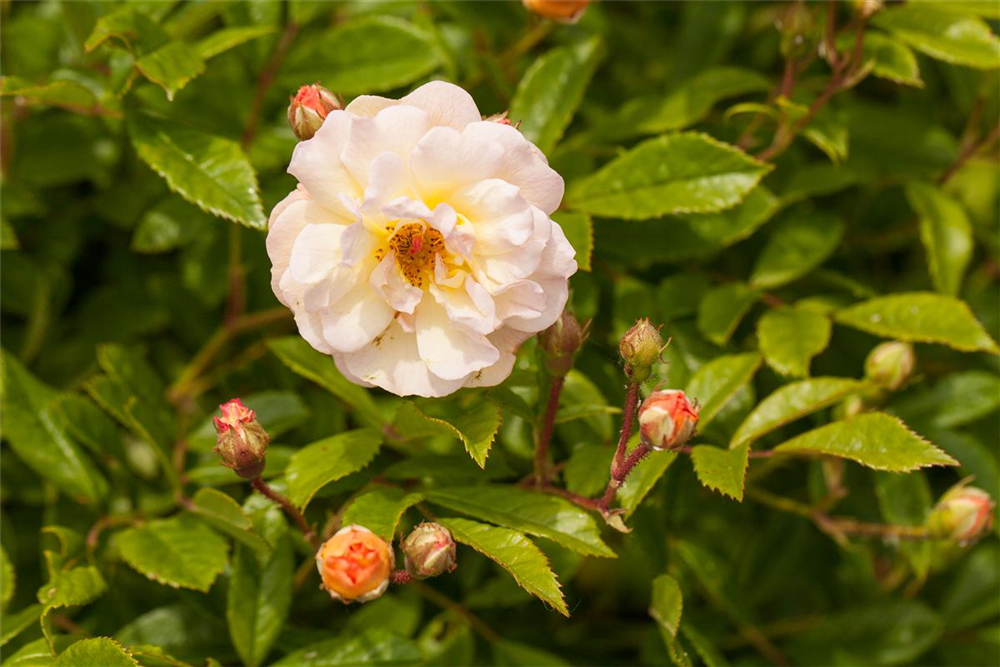 Strauchrose 'Ghislaine de Feligonde'