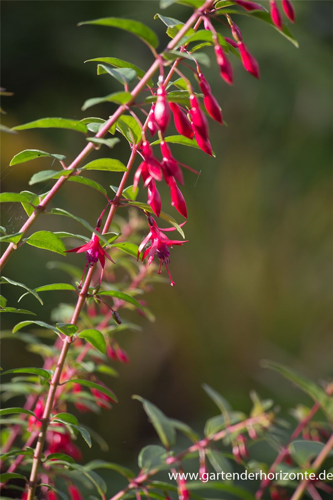 Fuchsie