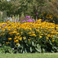 Leuchtender Garten-Sonnenhut 'Goldsturm'