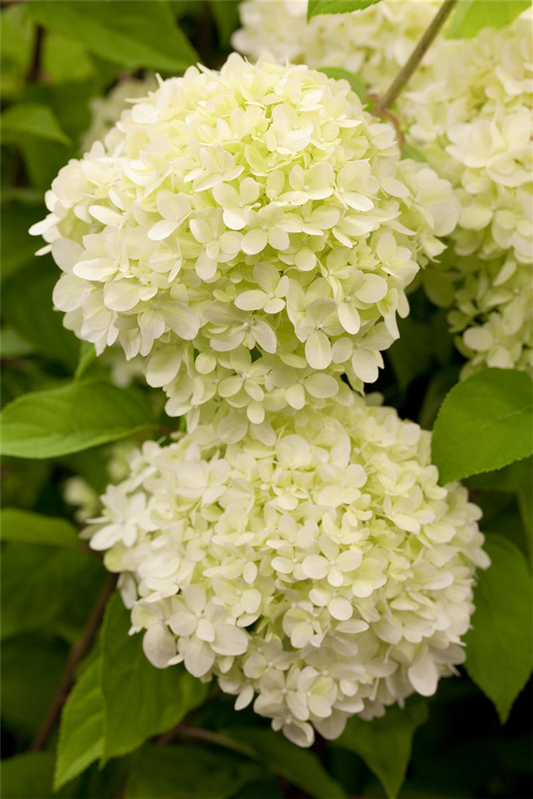 Rispenhortensie 'Limelight'(s)