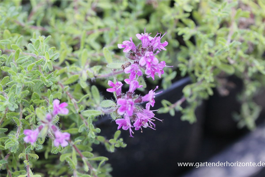 Bressingham-Garten-Thymian 'Bressingham Seedling'