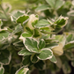Euonymus fortunei 'Emerald'n Gaiety'