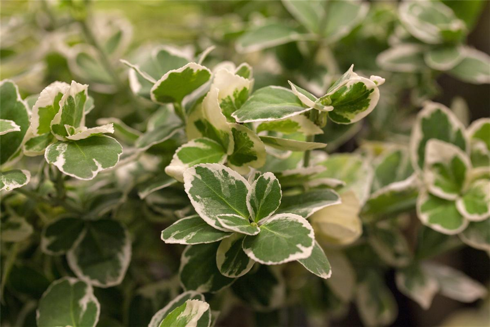 Euonymus fortunei 'Emerald'n Gaiety'
