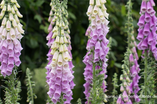 Garten-Fingerhut 'Gloxiniaeflora'